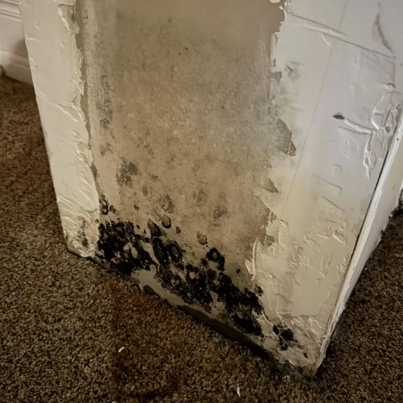 Professional Mold Removal in Hollywood, SC